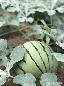 近期网红吃瓜,揭秘娱乐圈最新热点事件